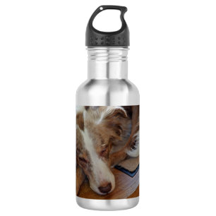 Bouteille D'eau berger australien rouge merle dormir