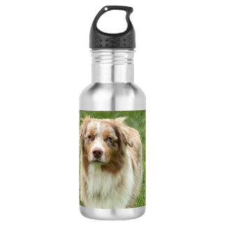 Bouteille d'eau de berger australien