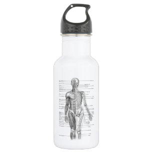 Bouteille D'eau Diagramme humain d'anatomie