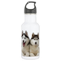 Chiens enroués