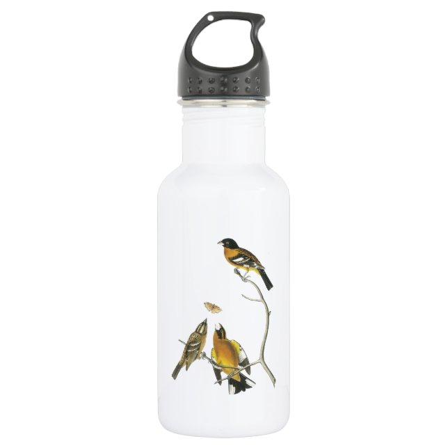 Bouteille D'eau En Acier Inoxydable Grosbeak à tête noire par Audubon (Devant)
