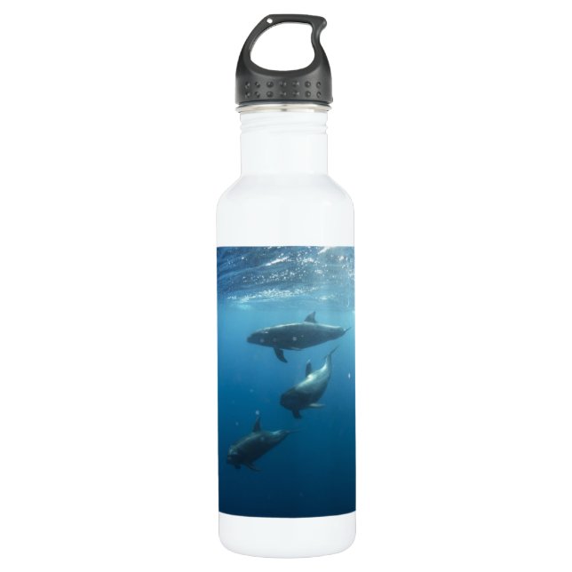 Bouteille D'eau Famille Dolphin sous-marine (Devant)