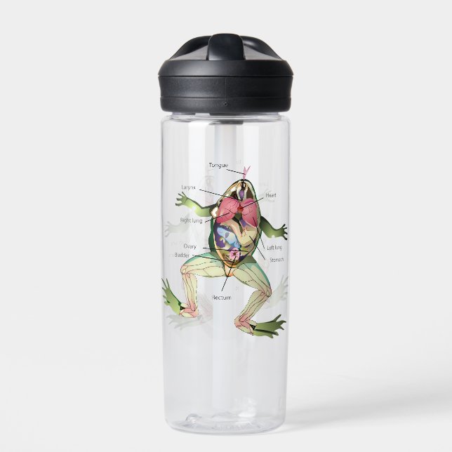 Bouteille D'eau L'anatomie de la grenouille (Extérieur)