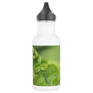 Bouteille D'eau Le feuille de bordage de fougère, verdure, a