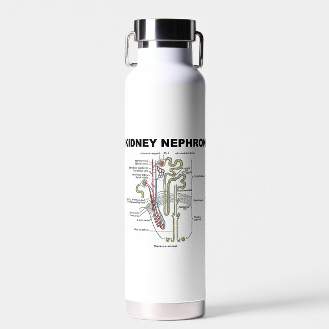 Bouteille D'eau Manuel d'anatomie de Kidney Nephron Grey (Avant)