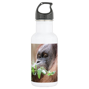 Bouteille D'eau OrangUtan005