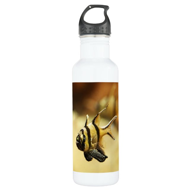 Bouteille D'eau Poisson-ange rayé solitaire (Devant)