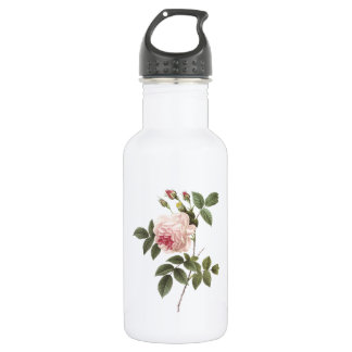 Bouteille D'eau rose de thé (Rosa indica) par Redouté