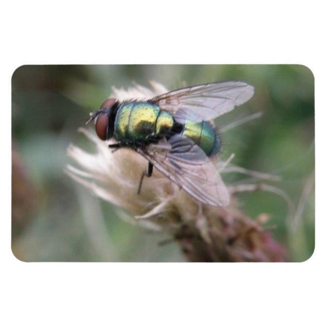 Bouteille verte - Magnet Premium Macro (Horizontal)