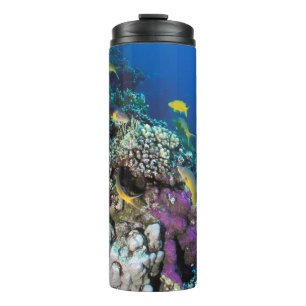 Bouteilles Isothermes Banc de rougets autour d'un petit corail