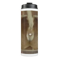 Boussole thermique à queue de cerf