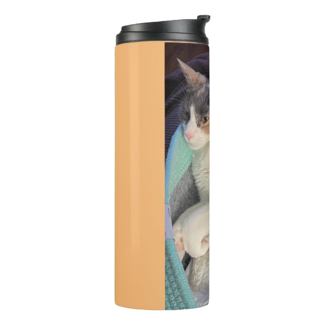 Bouteilles Isothermes Calico Chat dans le lit de chat (Tourné sur la gauche)