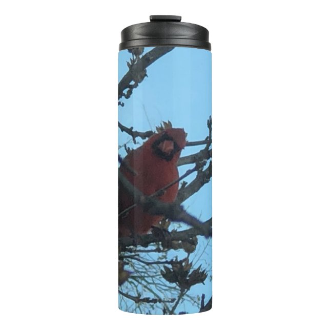 Bouteilles Isothermes Cardinal (Devant)