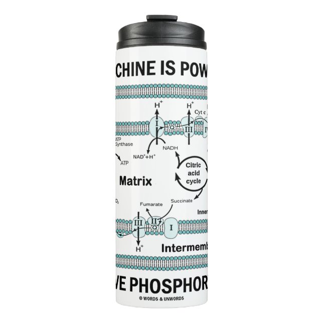Bouteilles Isothermes Cette Machine Alimentée Par La Phosphylation Oxida (Devant)