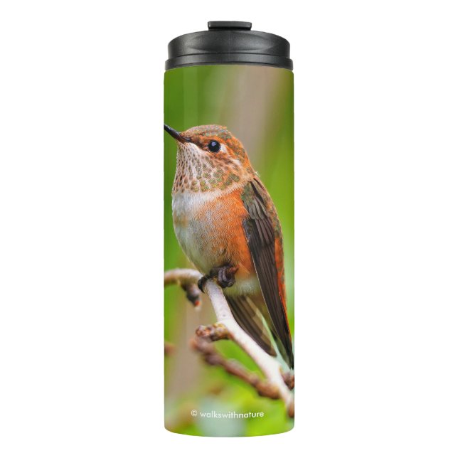 Bouteilles Isothermes Colibri roux femelle sur le prunier (Devant)