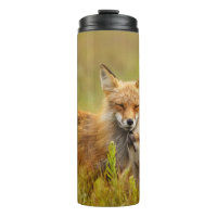 Kit Renard Rouge vers le haut de Momma