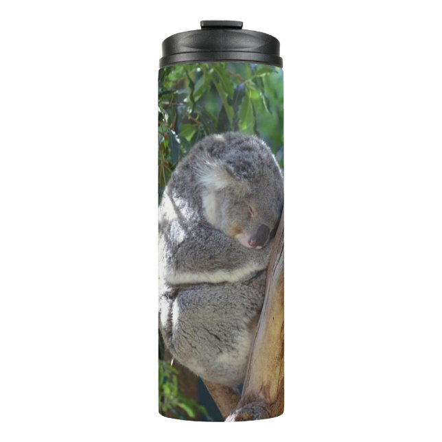 Bouteilles Isothermes Koala dormant dans l'arbre (Devant)