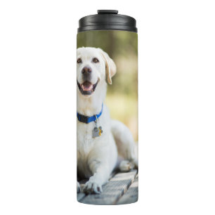 Bouteilles Isothermes Le Labrador Jaune Est Sur Le Banc