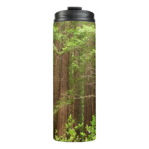 Bouteilles Isothermes Les séquoias au monument national de Muir Woods