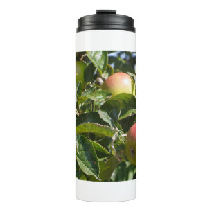 Bouteilles Isothermes Pommes mûrissant sur un pommier