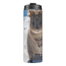 Quokka sur la plage Australie, Filles aux accents