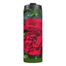 Rose de jardin rouge et insecte