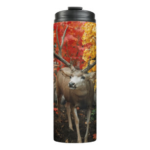 Bouteilles Isothermes Whitetail In Autumn