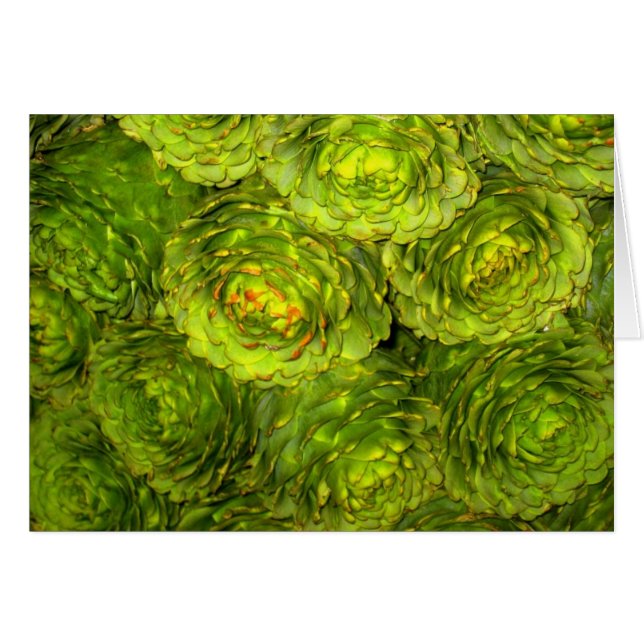 Boutique d'artichaut (Devant Horizontal)