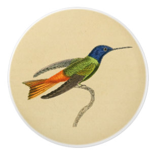 Bouton 1830 de tiroir de colibri de cru