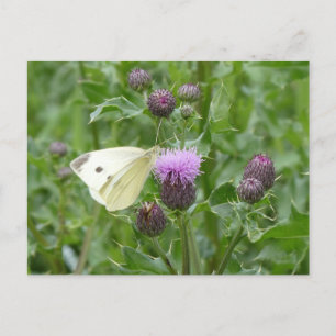 Bouton blanc mignon do-it-yourself carte postale
