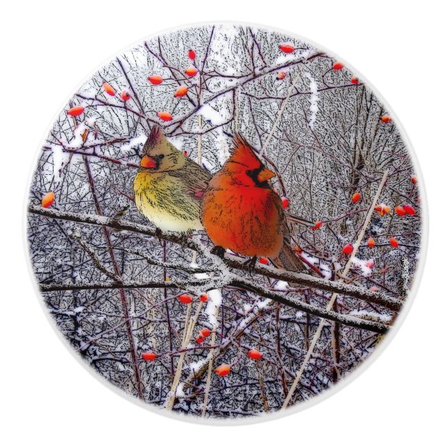 Bouton cardinal de Noël (Devant)