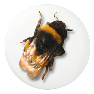 Bouton d'abeille de miel