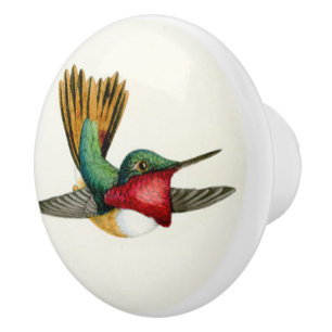 Bouton d'animal de faune d'oiseau de colibri