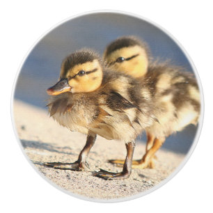 Bouton d'animaux de faune d'oiseaux de caneton de