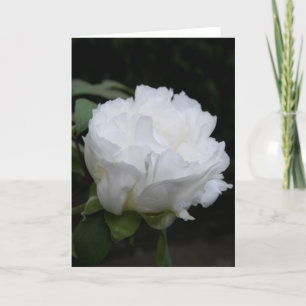 Bouton de pivoine blanche au début de la carte mat