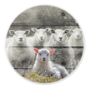 Bouton De Porte En Céramique Agneau de bébé de Sheep Flock