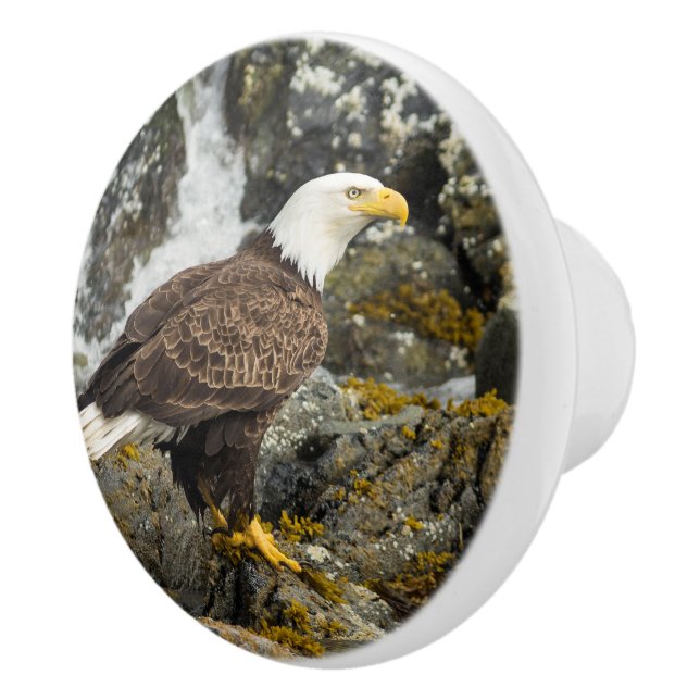 Bouton De Porte En Céramique Aigle à tête blanche (Droite)