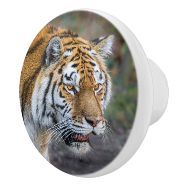 Bouton De Porte En Céramique Amur tiger (Droite)