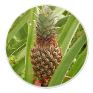 Bouton De Porte En Céramique Ananas sauvage Fruit tropical dans la nature