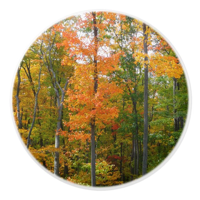 Bouton De Porte En Céramique Automne Maple Trees Automne Photographie de la nat (Devant)