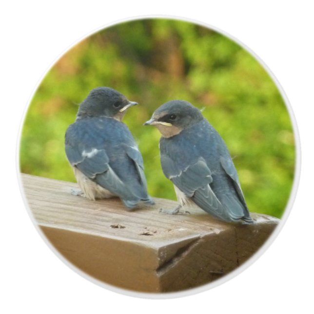 Bouton De Porte En Céramique Bébé Grange hirondelle Nature Oiseau Photographie (Devant)