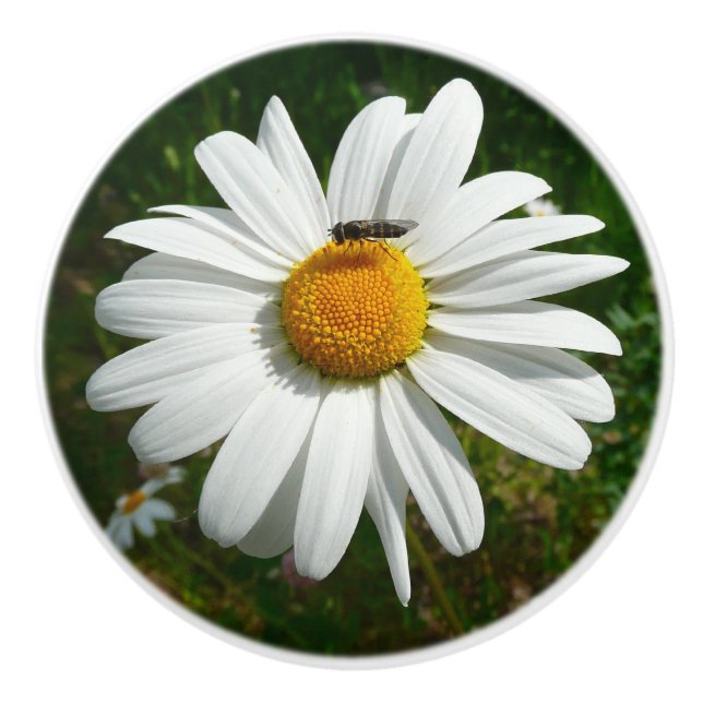 Bouton De Porte En Céramique Bee on Daisy Alaskan Summer Nature (Devant)
