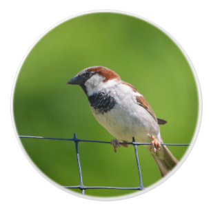 Bouton De Porte En Céramique Bouton en céramique d'oiseaux