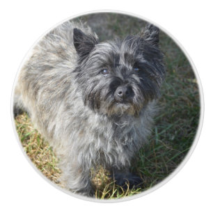 Bouton De Porte En Céramique Cairn Terrier noir