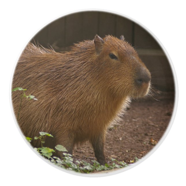 Bouton De Porte En Céramique Capybara (Devant)