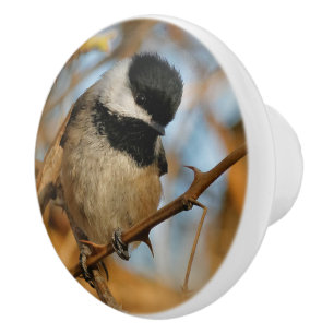 Bouton De Porte En Céramique Chickadee Songbird, Joli Espérant