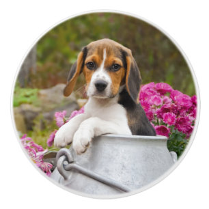 Bouton De Porte En Céramique Chien Beagle mignon chiot dans une église de lait 