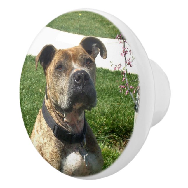 Bouton De Porte En Céramique Chien de Pitbull (Droite)