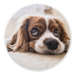 Bouton De Porte En Céramique Chien Espagnol Coqueur Triste