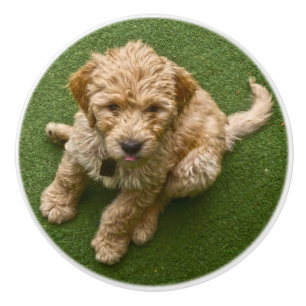 Bouton De Porte En Céramique Chiot adorable